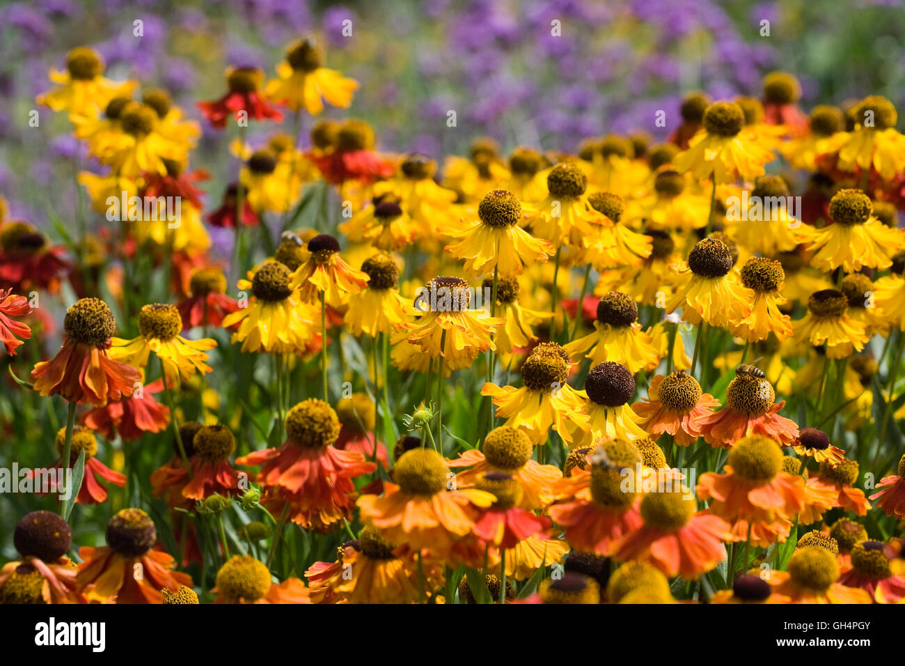 Helenium. Sneezeweed Blumen wachsen in einer krautigen Grenze. Stockfoto