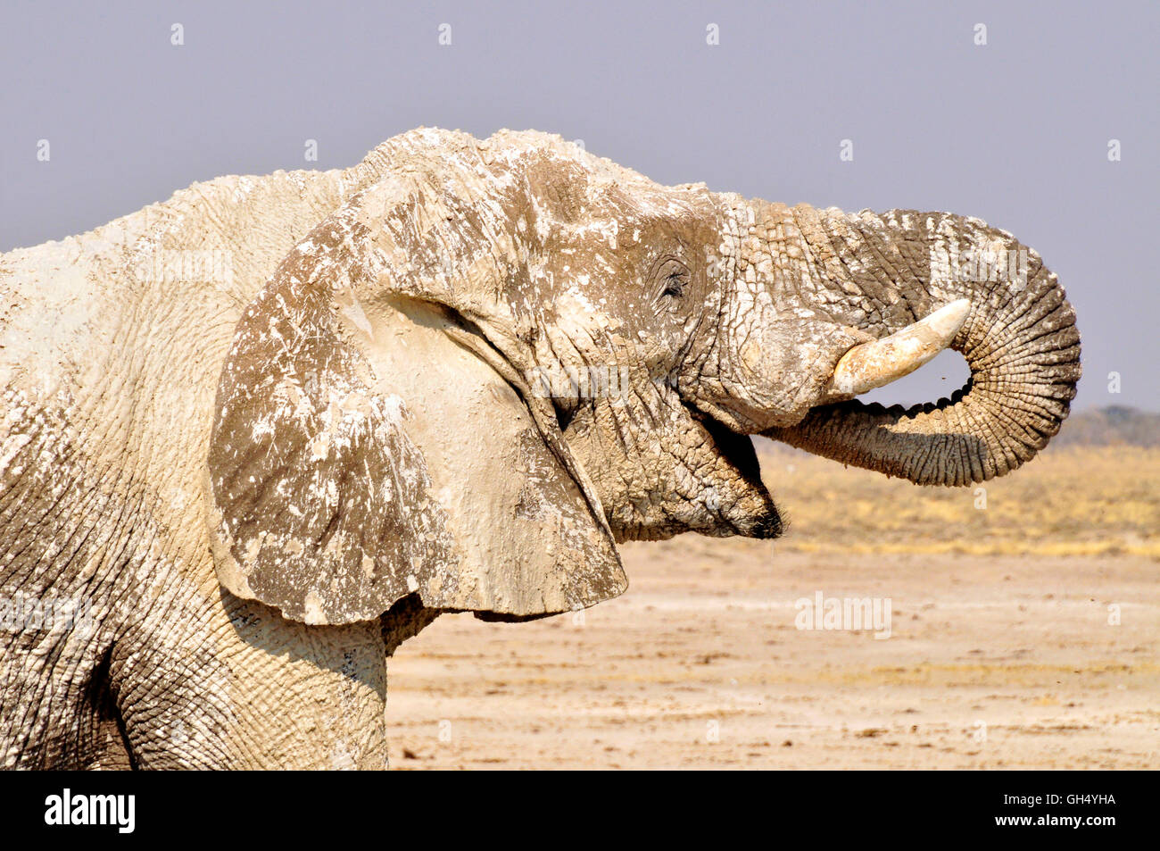 Zoologie/Tiere, Säugetiere (Mammalia), bull Elefant (Loxodonta africana) am Wasserloch von Nebrownii, Etosha National Park, Namibia, Afrika, Additional-Rights - Clearance-Info - Not-Available Stockfoto