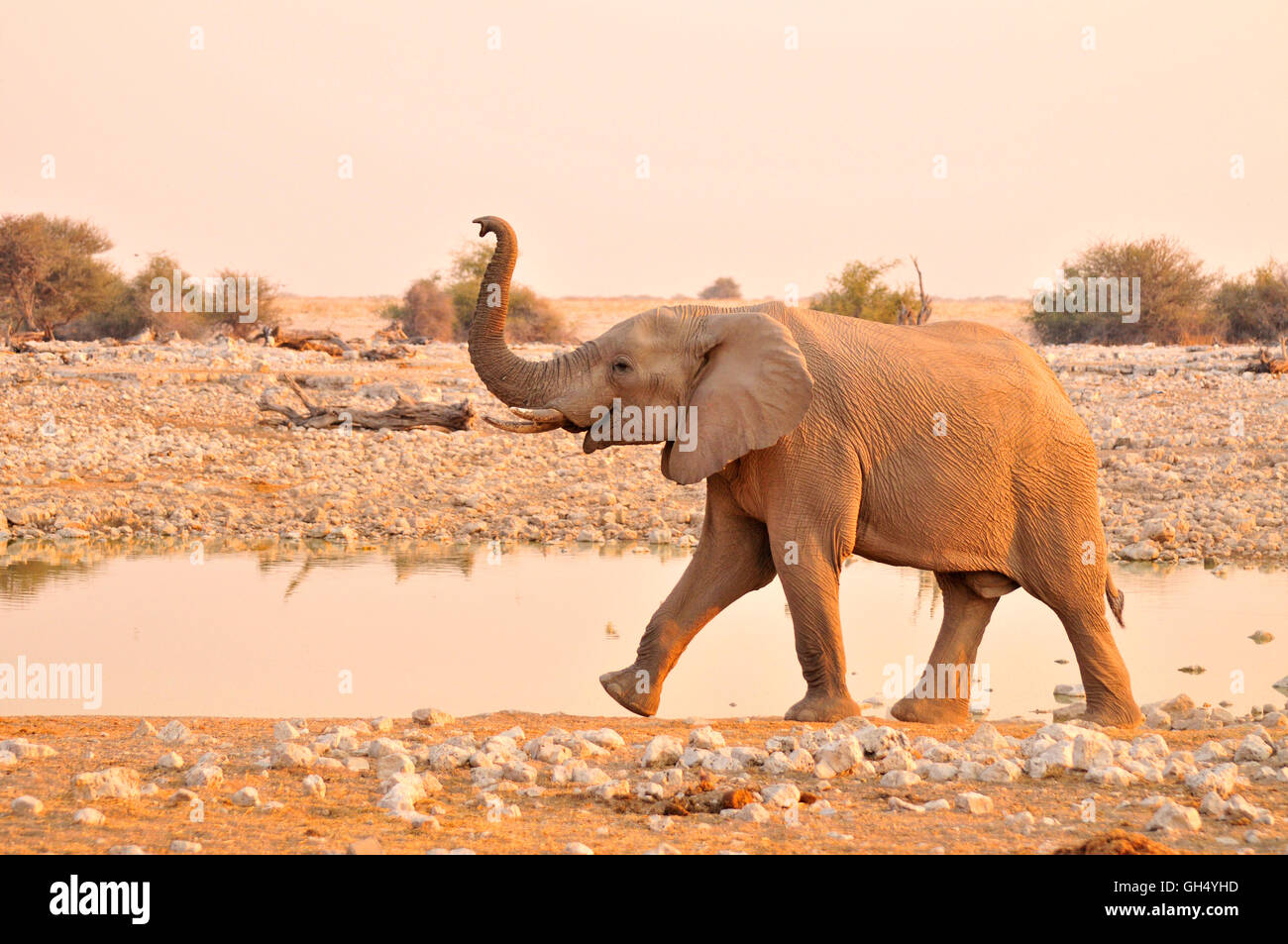 Zoologie/Tiere, Säugetiere (Mammalia), bull Elefant (Loxodonta africana) am Wasserloch von Okaukuejo, Etosha National Park, Namibia, Afrika, Additional-Rights - Clearance-Info - Not-Available Stockfoto