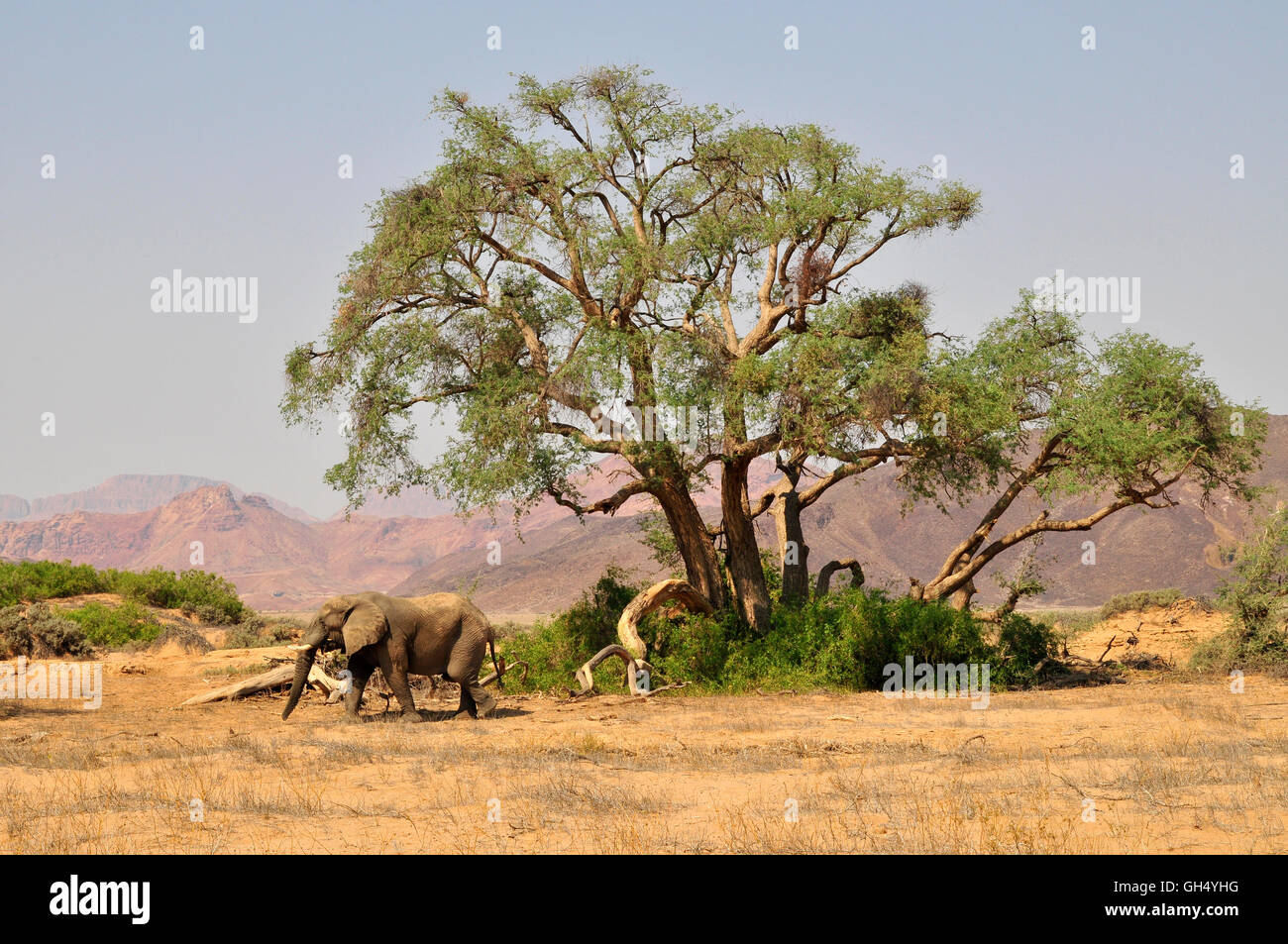 Zoologie/Tiere, Säugetiere (Mammalia), der Afrikanischen Savanne Elefant (Loxodonta africana) im Huab ephemeren Stream, Damaraland, Namibia, Afrika, Additional-Rights - Clearance-Info - Not-Available Stockfoto