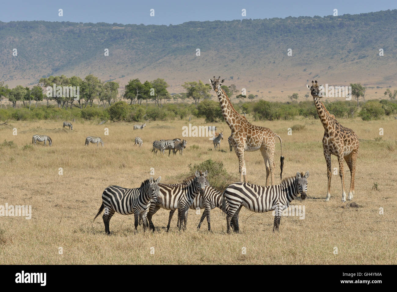 Zoologie/Tiere, Säugetiere (Mammalia), Masai Giraffen (Giraffa Camelopardalis tippelskirchi) und ebenen Zebras (Equus quagga) in die Masai Mara, die Olololo Escarpment, Kenia, Afrika, Additional-Rights - Clearance-Info - Not-Available Stockfoto