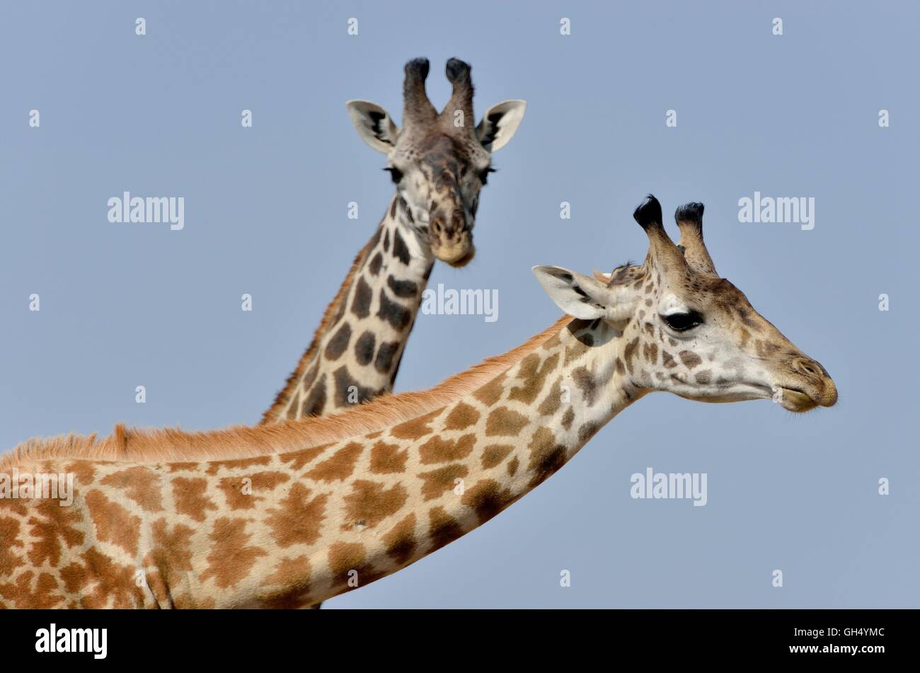 Zoologie/Tiere, Säugetiere (Mammalia), Hals von zwei Masai Giraffen (Giraffa Camelopardalis tippelskirchi), Masai Mara, Kenia, Afrika, Additional-Rights - Clearance-Info - Not-Available Stockfoto