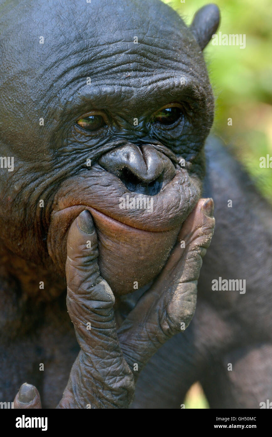 Zoologie/Tiere, Säugetiere (Mammalia) oder pygmy Schimpanse, Bonobo (Pan paniscus), Kopf, Lola ya bonobo Heiligtum, Kimwenza, Mont Ngafula, Kinshasa, Demokratische Republik Kongo, Afrika, Additional-Rights - Clearance-Info - Not-Available Stockfoto