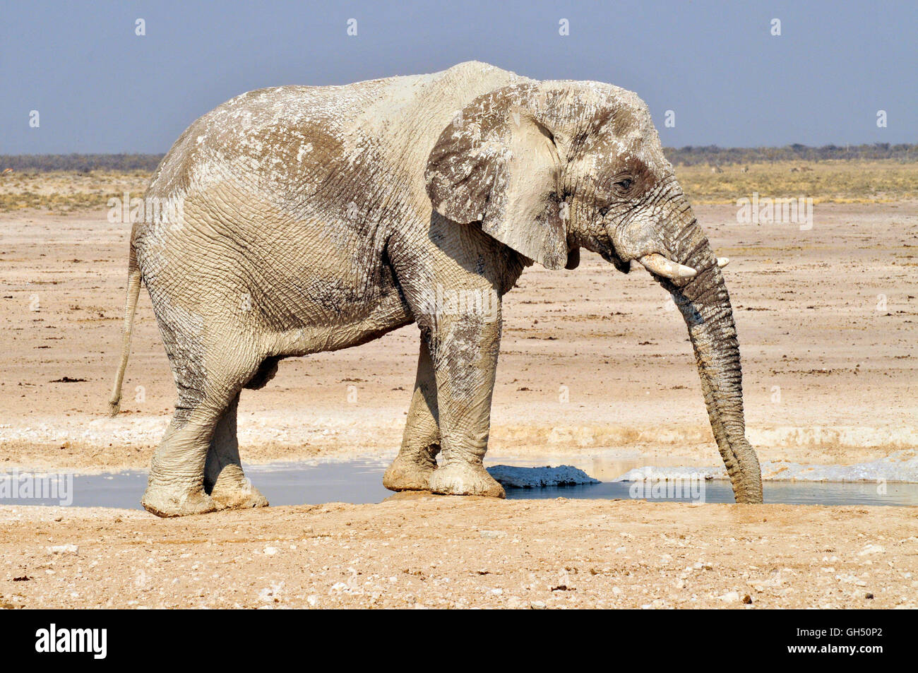 Zoologie/Tiere, Säugetiere (Mammalia), bull Elefant (Loxodonta africana) am Wasserloch von Nebrownii, Etosha National Park, Namibia, Afrika, Additional-Rights - Clearance-Info - Not-Available Stockfoto