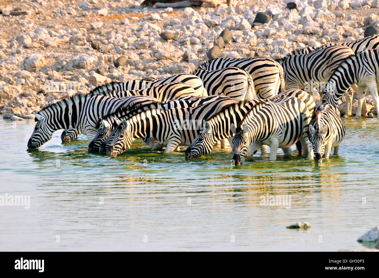 Zoologie/Tiere, Säugetiere (Mammalia), ebenen Zebras (Equus quagga) am Wasserloch von Okaukuejo, Etosha National Park, Namibia, Afrika, Additional-Rights - Clearance-Info - Not-Available Stockfoto