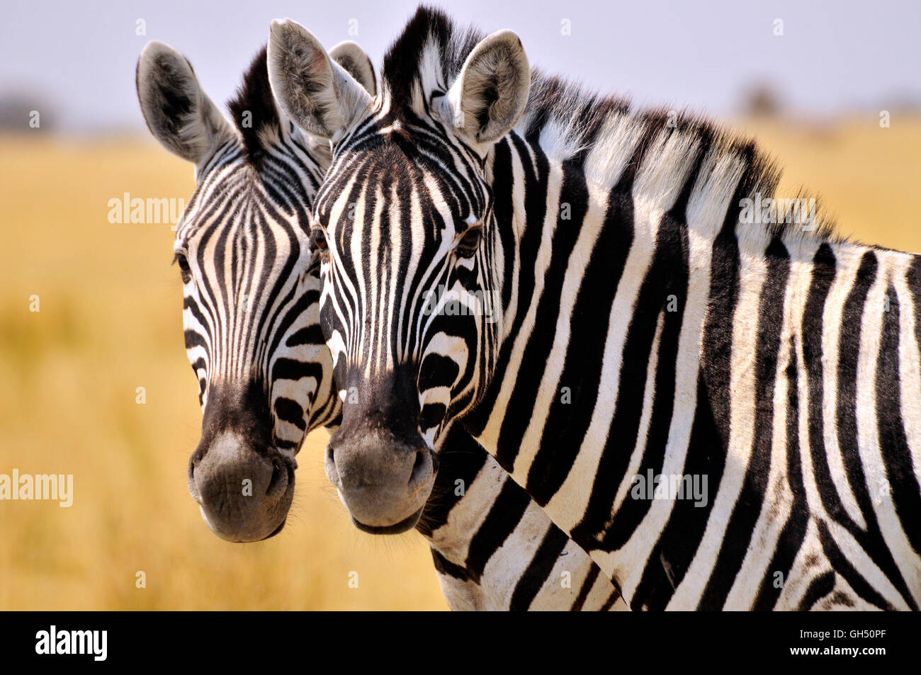 Zoologie/Tiere, Säugetiere (Mammalia), Gesicht twosome Plains Zebras (Equus quagga), Etosha National Park, Namibia, Afrika, Additional-Rights - Clearance-Info - Not-Available Stockfoto