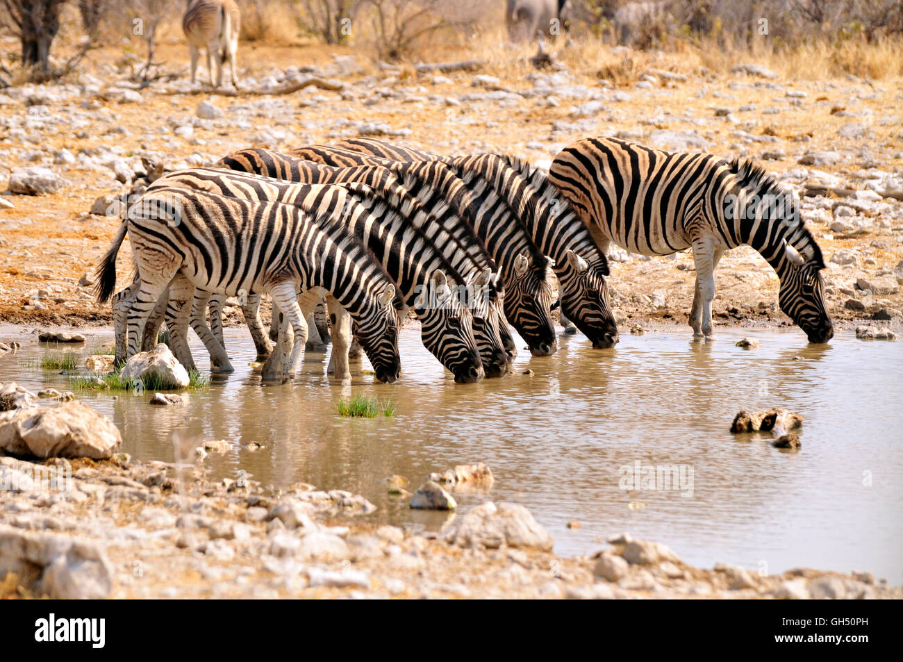 Zoologie/Tiere, Säugetiere (Mammalia), ebenen Zebras (Equus quagga) am Wasserloch Kalkheuvel, Etosha National Park, Namibia, Afrika, Additional-Rights - Clearance-Info - Not-Available Stockfoto