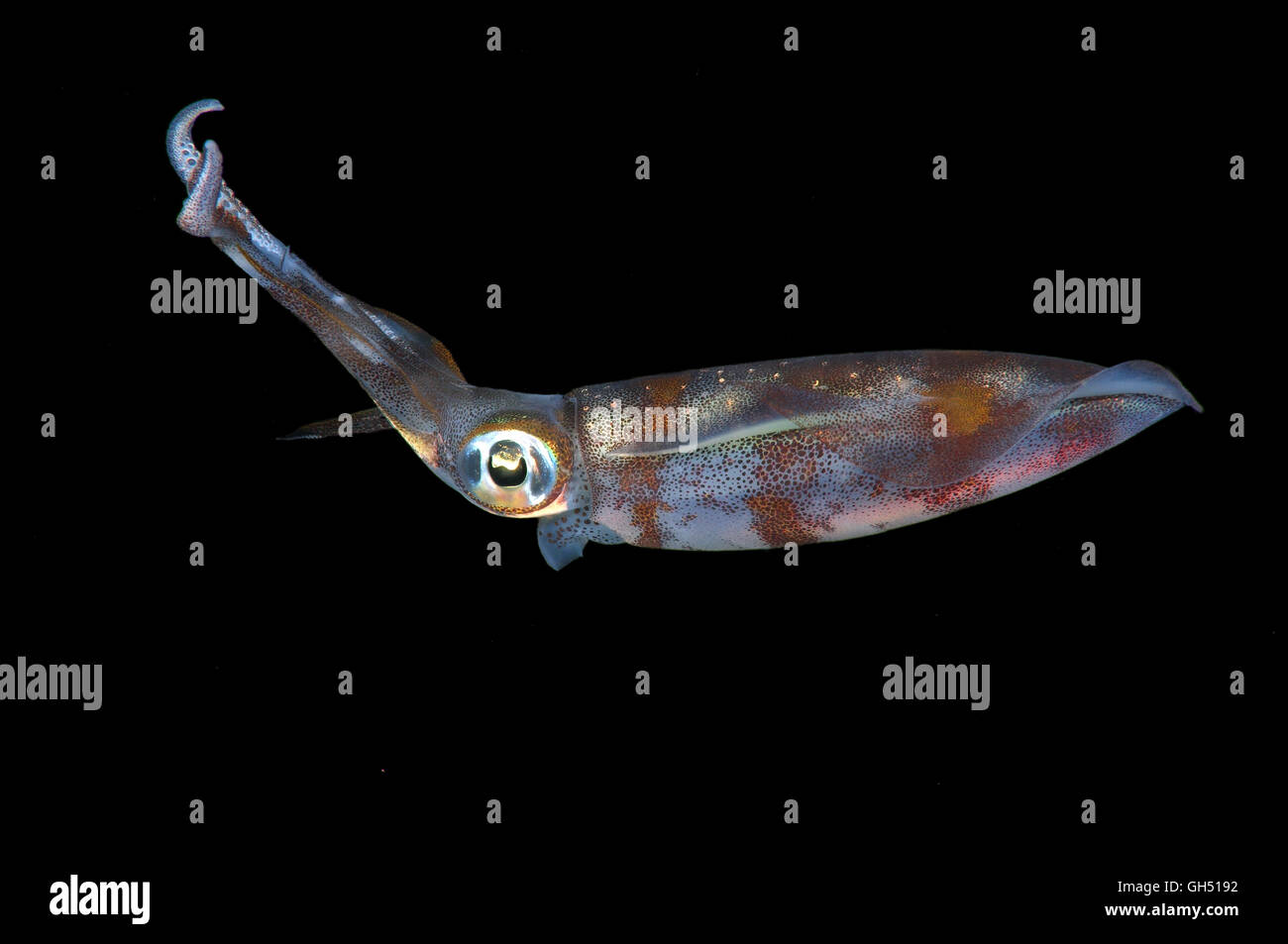 Bigfin Riff Tintenfisch, Inshore Tintenfisch oder Oval Tintenfisch (Sepioteuthis Lessoniana) Indo-Pazifik, Philippinen, Südostasien Stockfoto