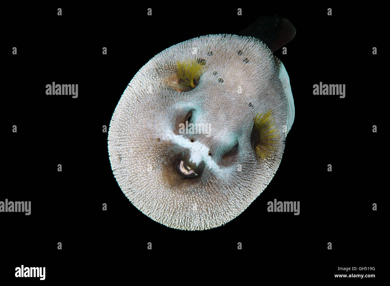 Blackspotted Puffer oder Hund-Kugelfisch (Arothron Nigropunctatus) Indo-Pazifik, Philippinen, Südostasien Stockfoto