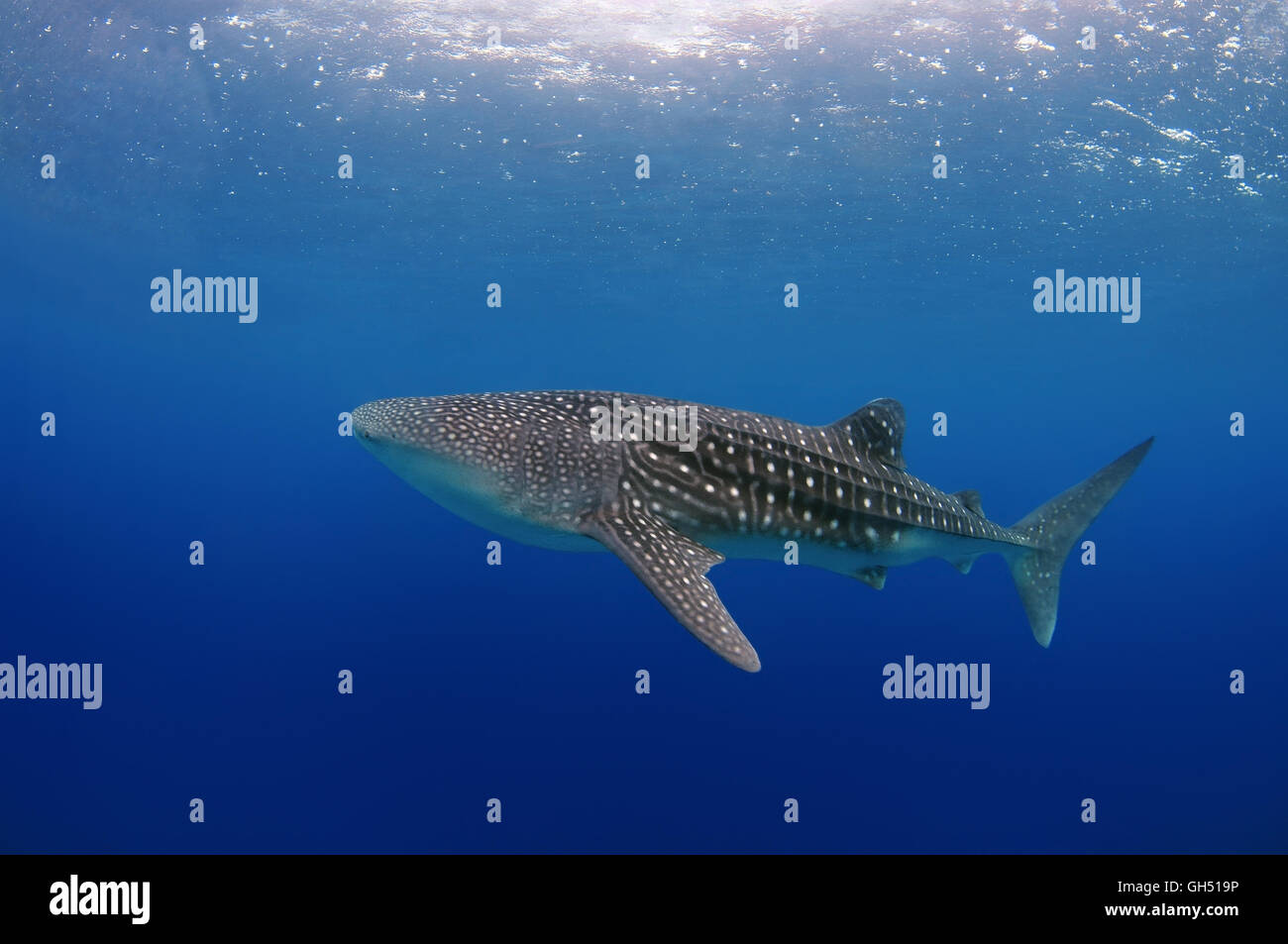 Walhai oder sonnen sich Hai (Rhincodon Typus) Indo-Pazifik, Philippinen, Südostasien Stockfoto