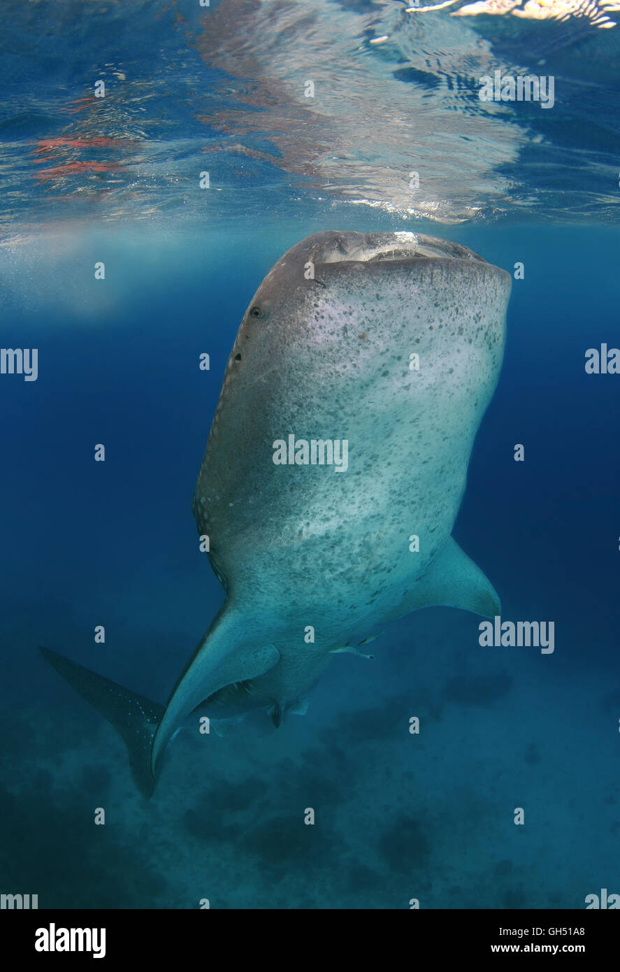 Walhai oder Riesenhai (Rhincodon Typus) isst Zooplankton, Indo-Pazifik, Philippinen, Südostasien Stockfoto
