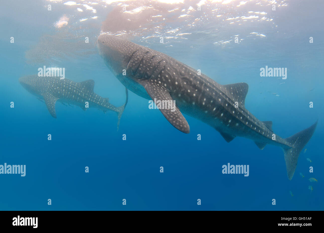 Zwei Walhai oder Aalen Hai (Rhincodon Typus) Indo-Pazifik, Philippinen, Südostasien Stockfoto
