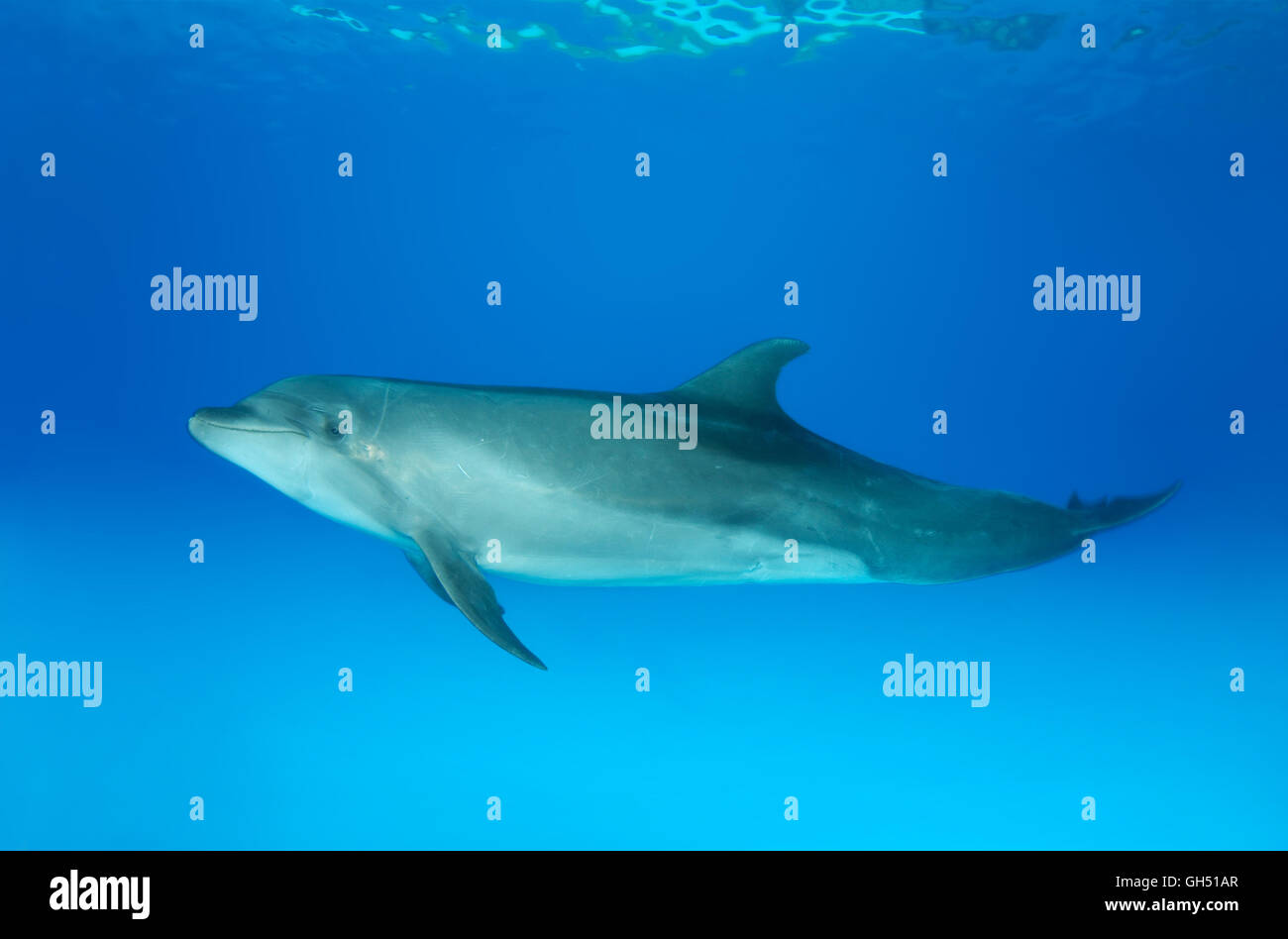 Gemeinsame große Tümmler, atlantische große Tümmler oder Afalina (Tursiops Truncatus) Delphinarium, Odessa, Ukraine Stockfoto