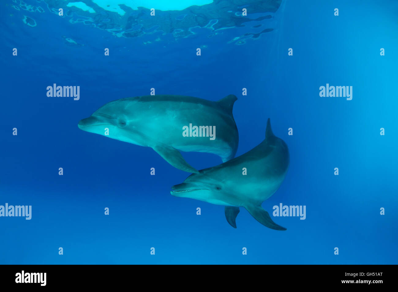 Zwei gemeinsame Tümmler, atlantische große Tümmler oder Afalina (Tursiops Truncatus) Delphinarium, Odessa, Ukraine Stockfoto