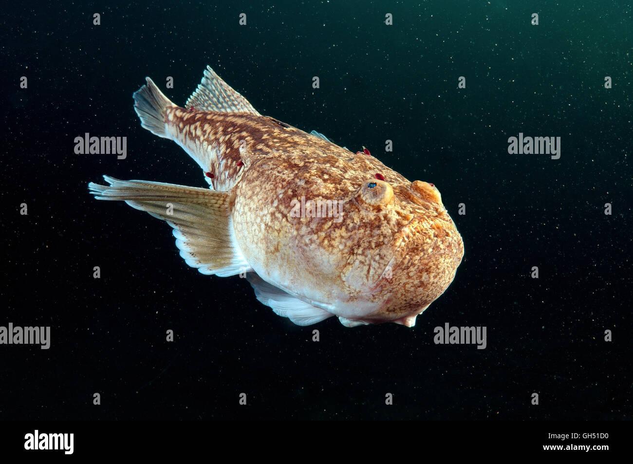 Atlantische Stargazer (Uranoscopus Scaber) schwimmt in der Wassersäule, Schwarzes Meer Stockfoto