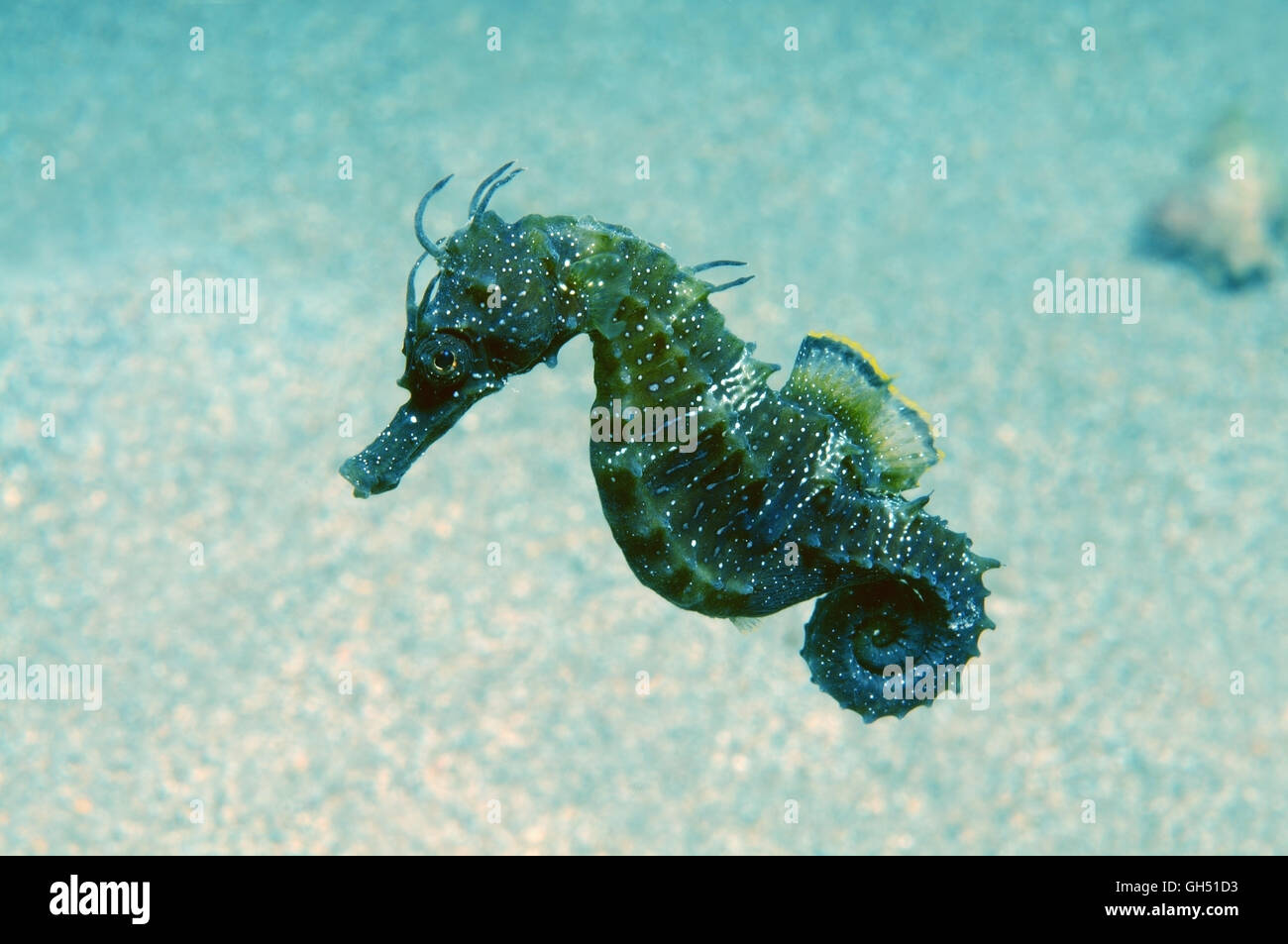 Mähne Seepferdchen oder Long-snouted Seepferdchen (Hippocampus Guttulatus) schwimmt in der Wassersäule im Schwarzen Meer Stockfoto