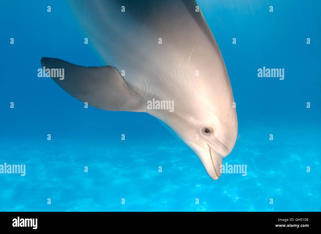 Portrait der Gemeinsamen großen Tümmler, Atlantik oder Afalina grosser Tümmler (Tursiops truncatus) Delphinarium, Odessa, Ukraine Stockfoto