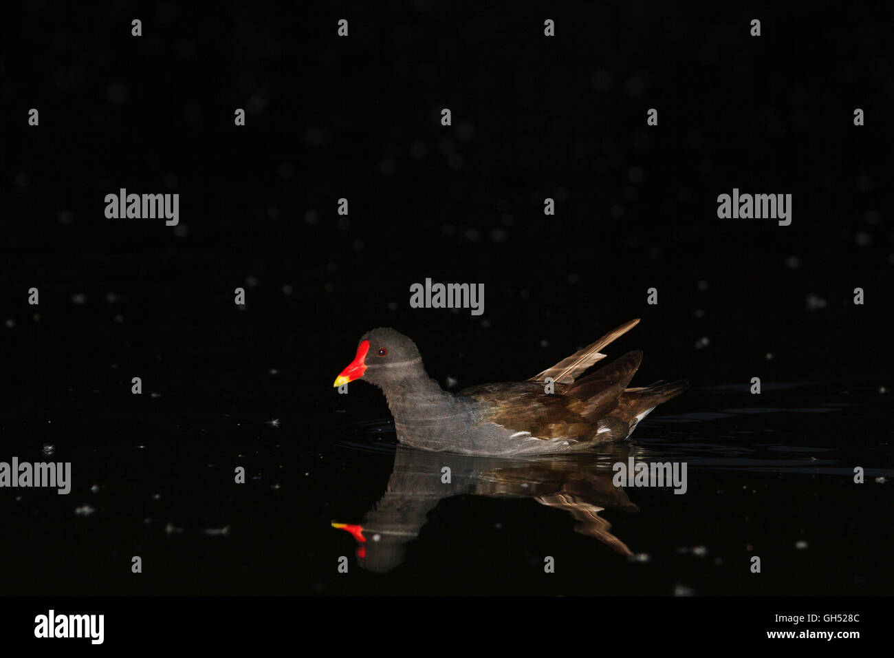 Teichhühner in der Nacht auf dem See Stockfoto