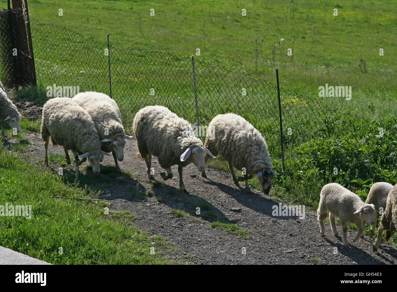Schafbeweidung Rasen. Schafe weiden. Stockfoto