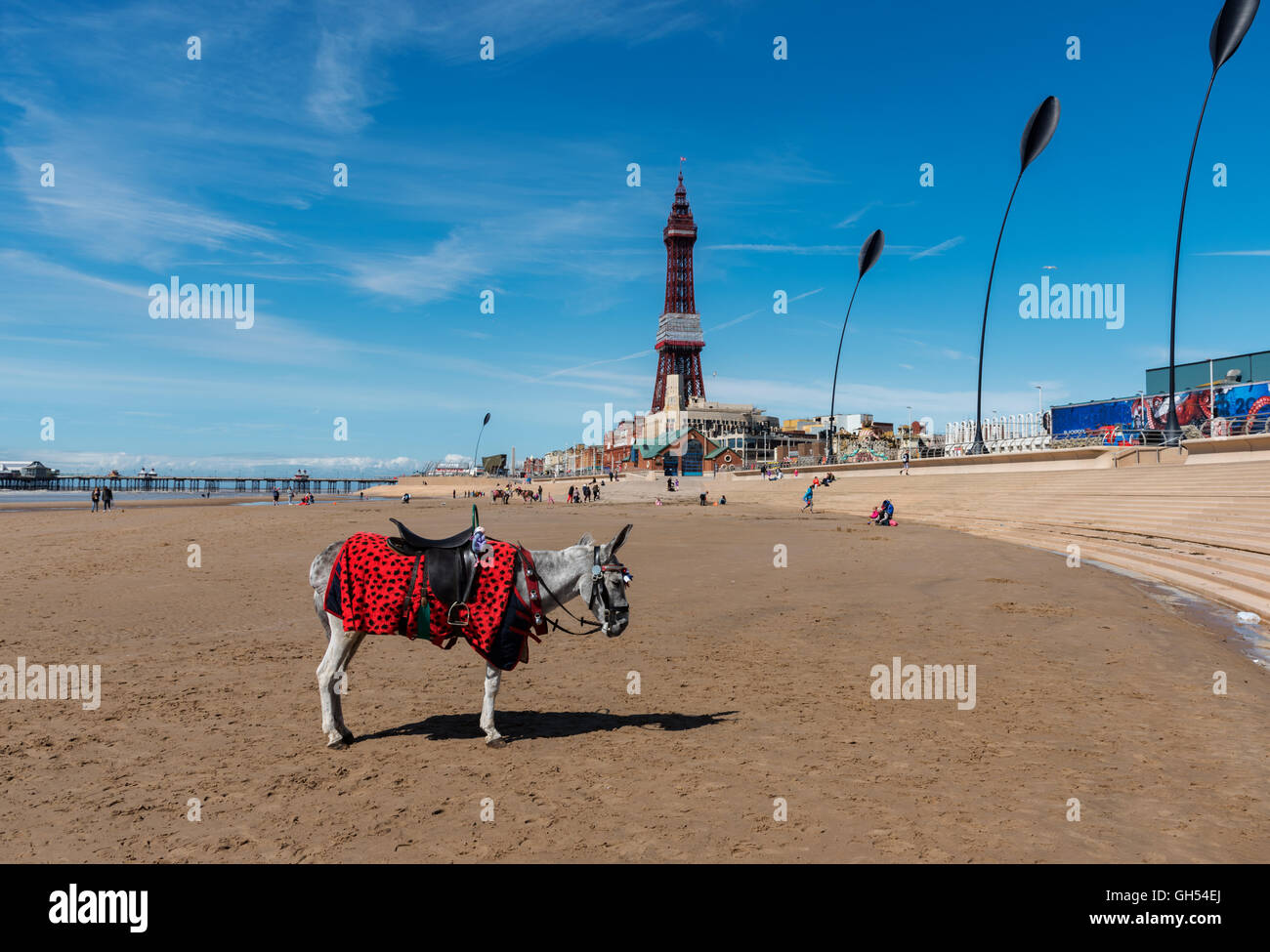 Esel reiten am Strand von Blackpool, England Stockfoto