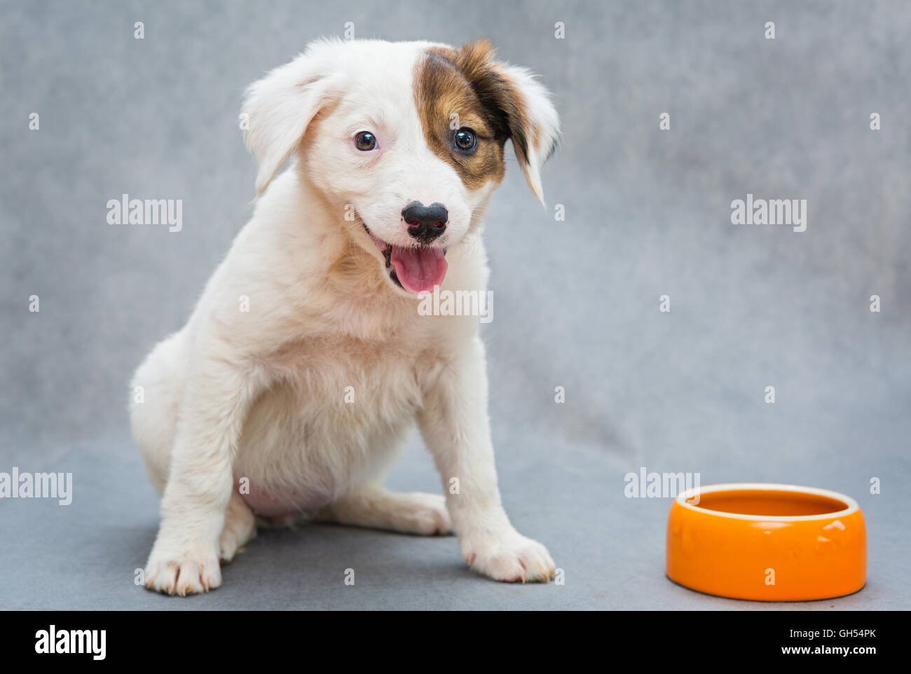 Lustige kleine Welpe mit den orange Futternapf Stockfoto