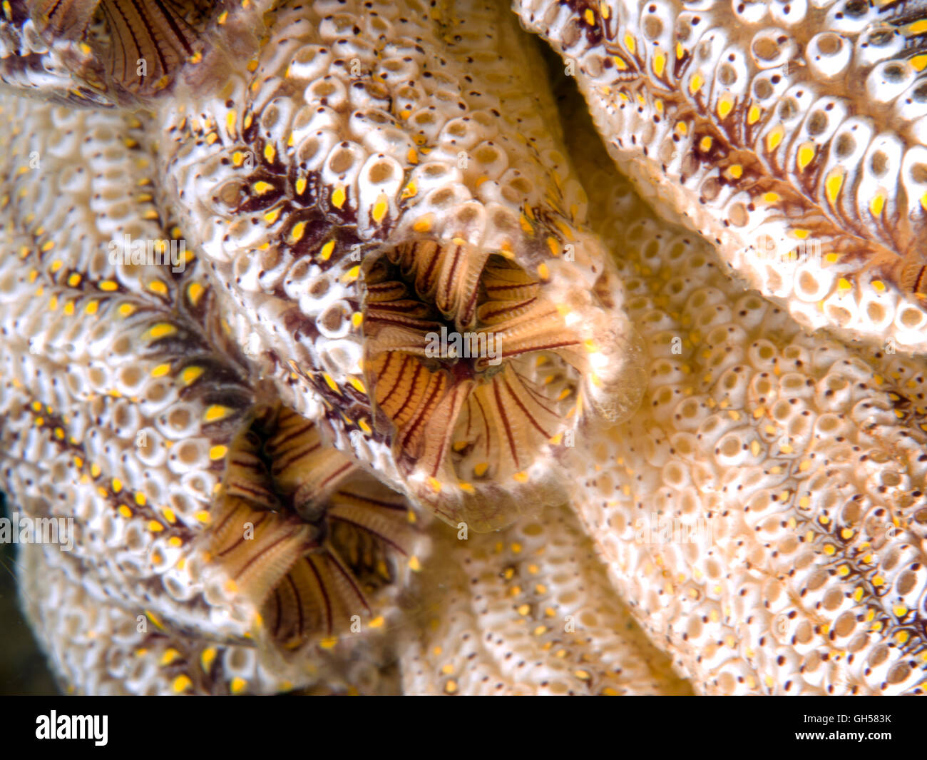 Kolonialen Seescheiden super Makro blairgowrie Pier Stockfoto