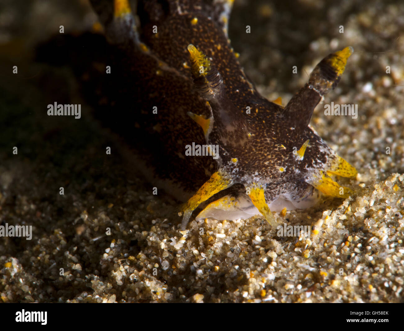 Nacktschnecke Sea Slug Schwarz und Gelb polycera hedgpethi Makro blairgowrie Pier Stockfoto