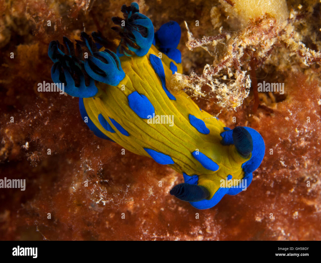 Nacktschnecke Sea Slug blau und gelb Tambja verconis Makro blairgowrie Pier Stockfoto