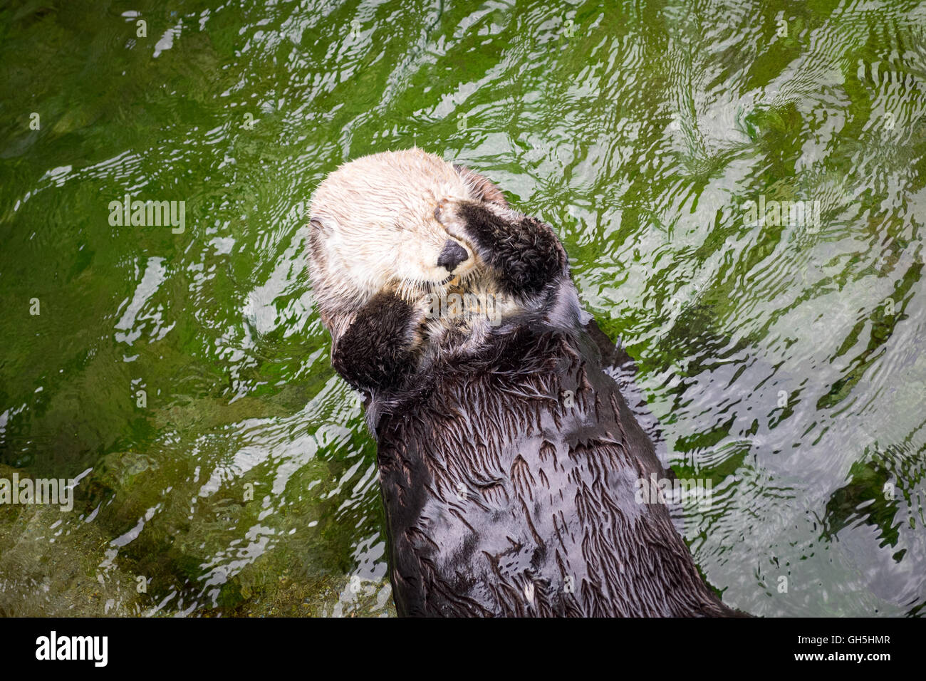 Eine weibliche Seeotter (Enhydra Lutris) im Vancouver Aquarium in Vancouver, British Columbia, Kanada. Stockfoto