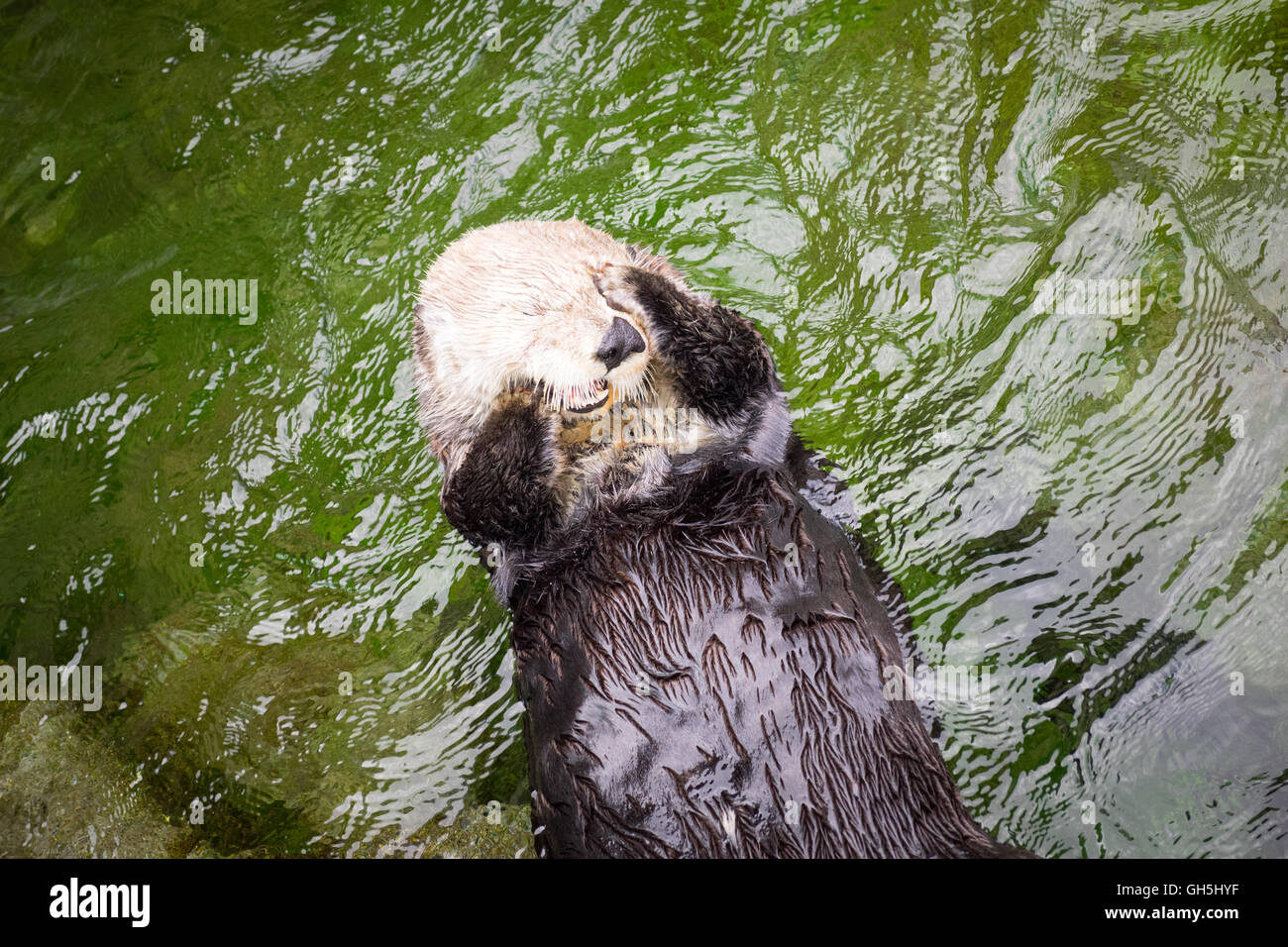 Eine weibliche Seeotter (Enhydra Lutris) im Vancouver Aquarium in Vancouver, British Columbia, Kanada. Stockfoto