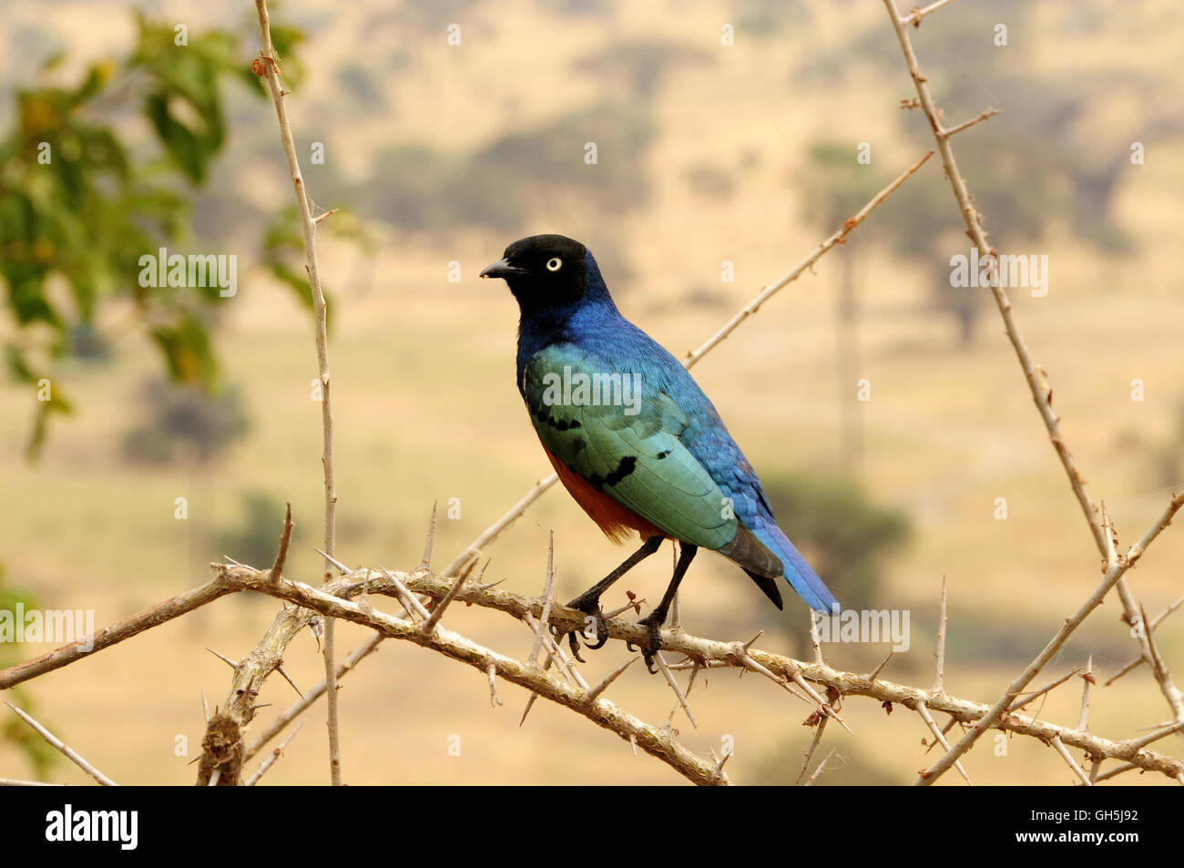 Zoologie/Tiere, Vögel (Aves), ausgezeichnete Starling (Lamprotornis superbus), Tarangire Nationalpark, Tansania, Afrika, Additional-Rights - Clearance-Info - Not-Available Stockfoto