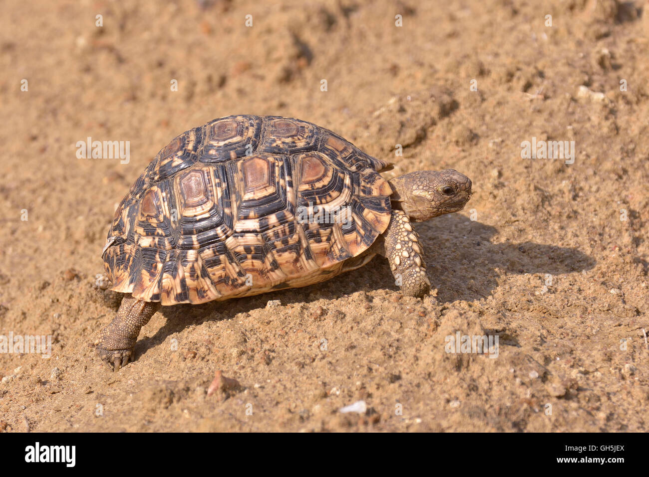 Zoologie/Tiere, Reptilien (Reptilia), Leopard tortoise (Stigmochelys pardalis), South Luangwa National Park, Sambia, Afrika, Additional-Rights - Clearance-Info - Not-Available Stockfoto