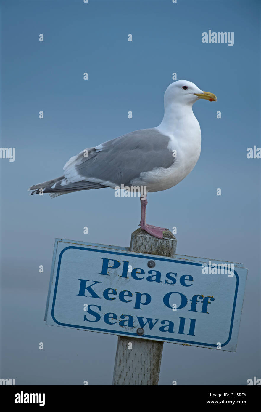 Silbermöwe auf ein Deich beachten post Parksville Vancouver Island, Kanada. SCO 11.127. Stockfoto