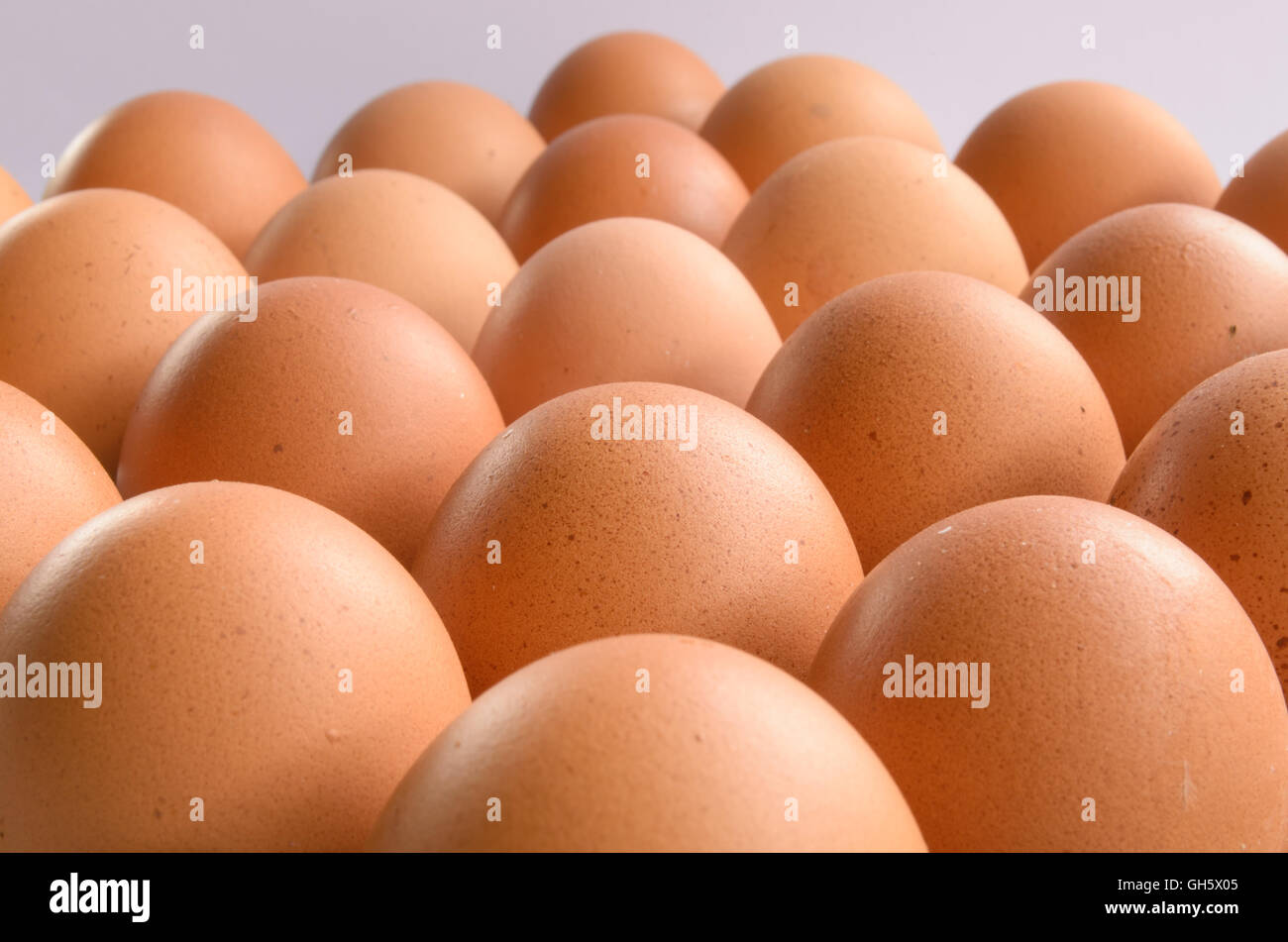 Gruppe von Eiern in Zeile Stockfoto