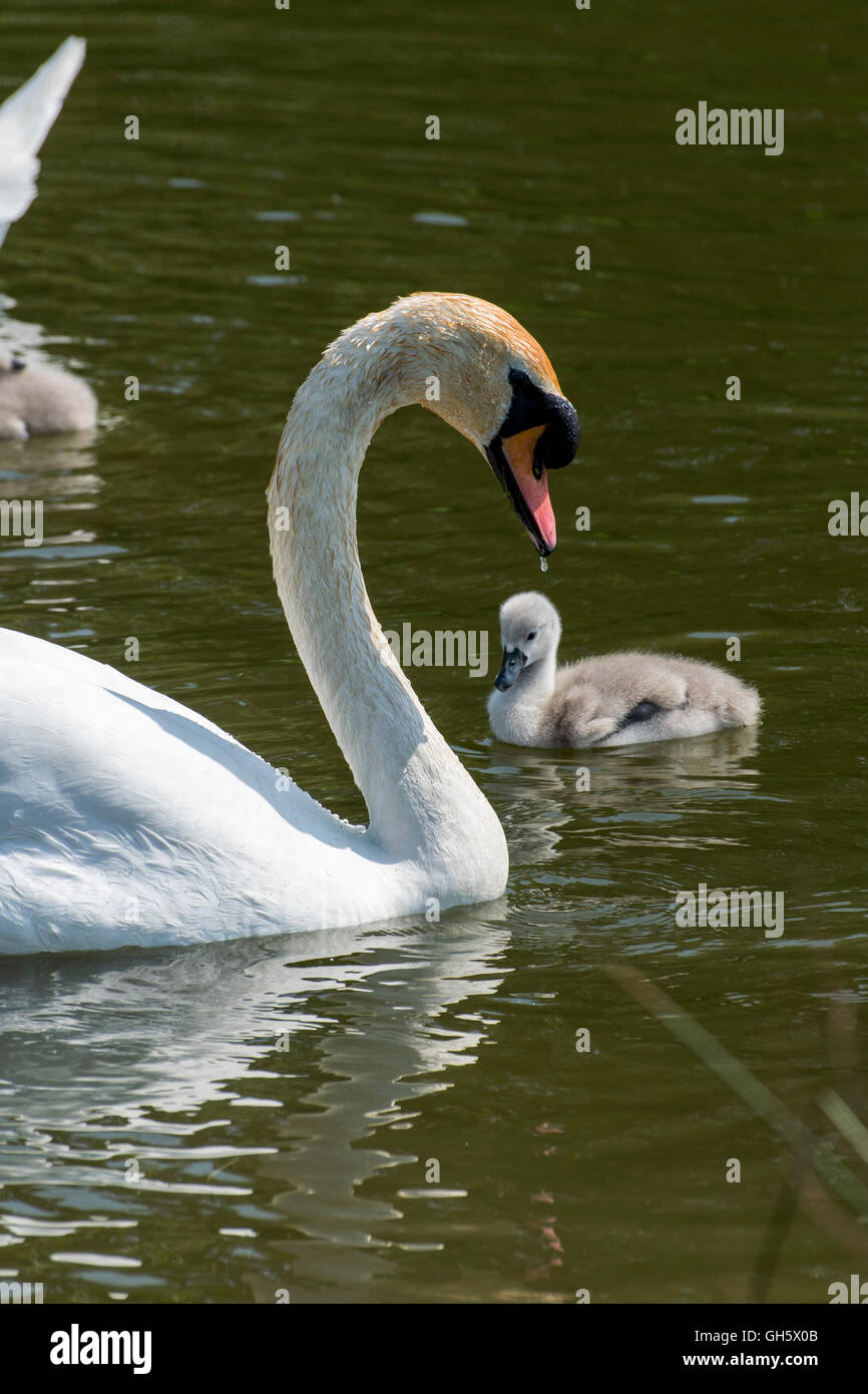 Höckerschwan und Cygnets auf Pentre Mawr-Park-See in Abergele Nord-Wales Stockfoto