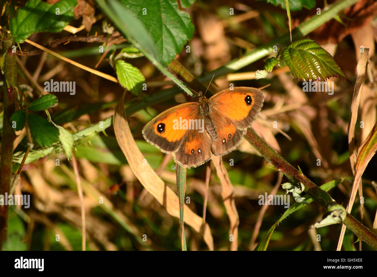 Schmetterling collectionn Stockfoto