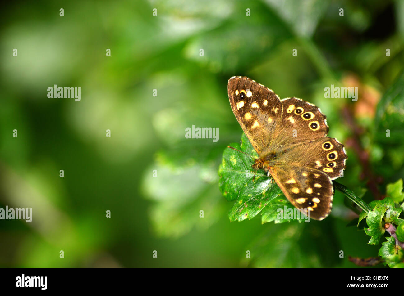 Schmetterling collectionn Stockfoto