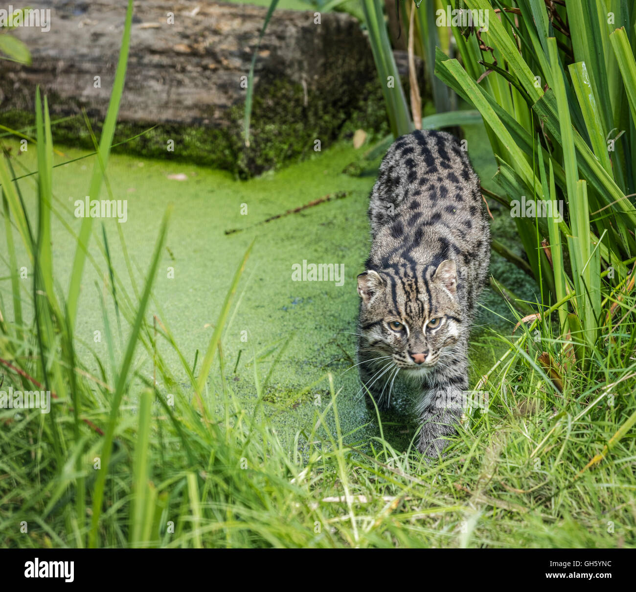 Eine Fischerei-Katze im Wasser, umgeben von Laub und Rasen Stockfoto