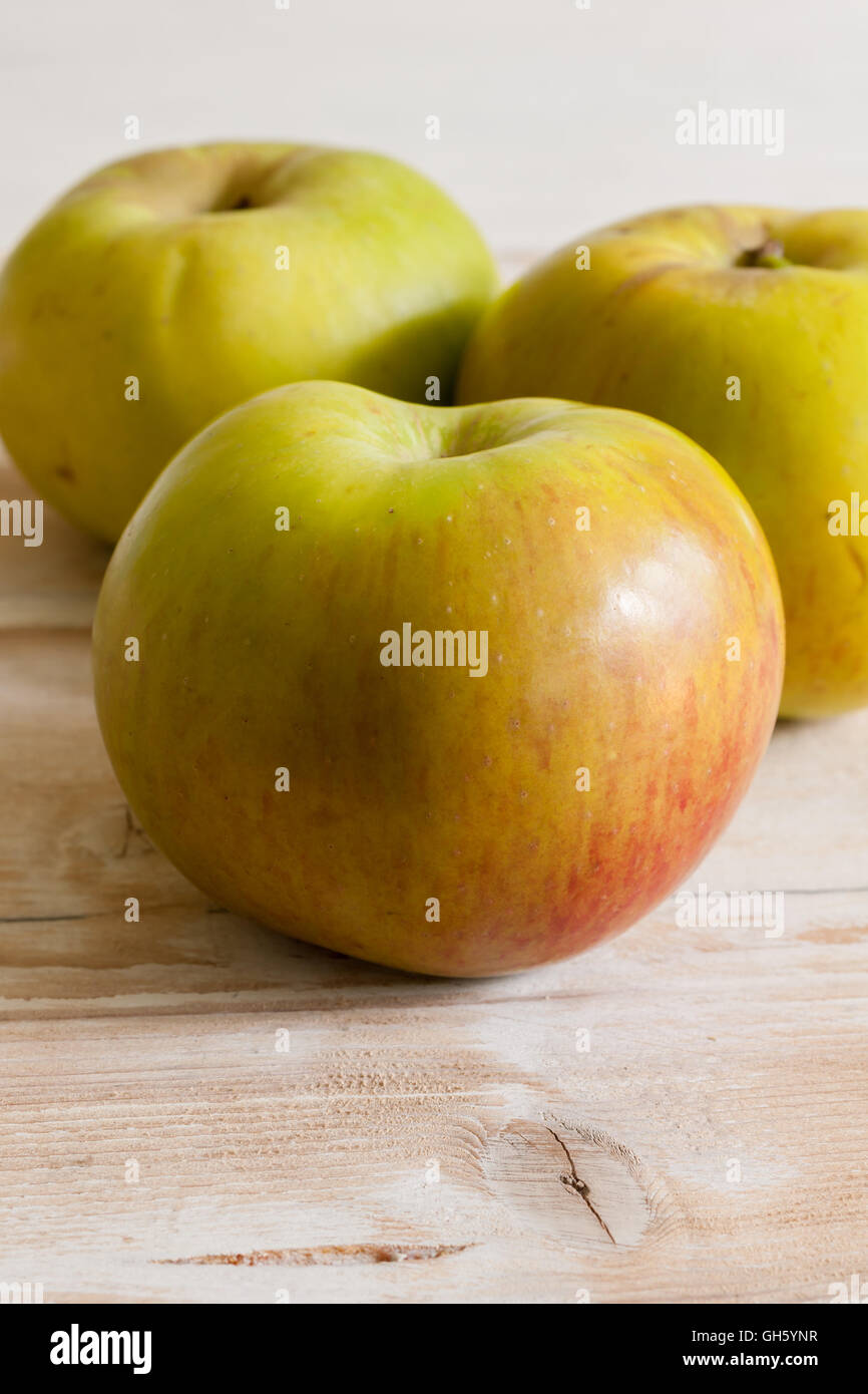 Bramley Kochen Äpfel oder Malus Domestica "Bramley Sämling" eine beliebte britische Sorte für die Herstellung von Torten und desserts Stockfoto