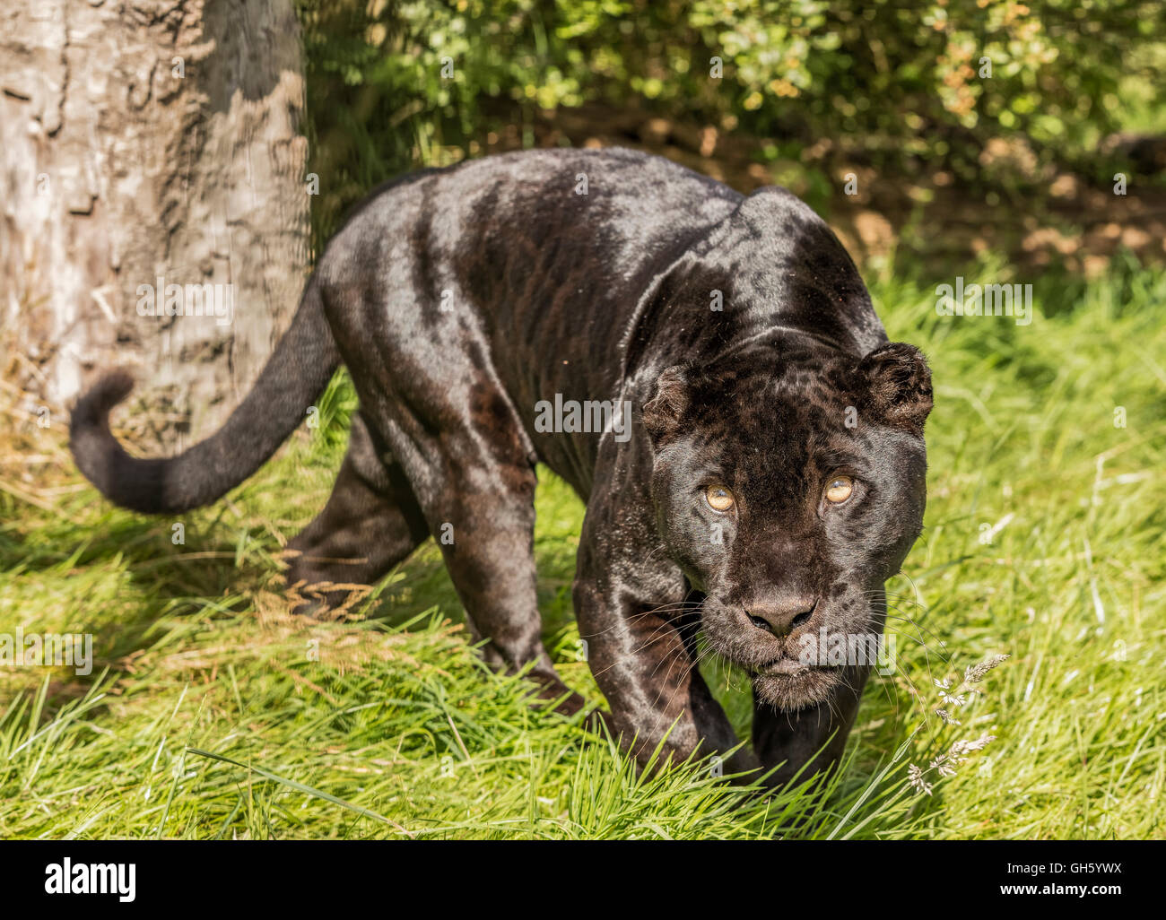 Athena ein schwarzer Jaguar Raubkatze auf das Wildlife Heritage Foundation Breeding Centre in Kent Stockfoto