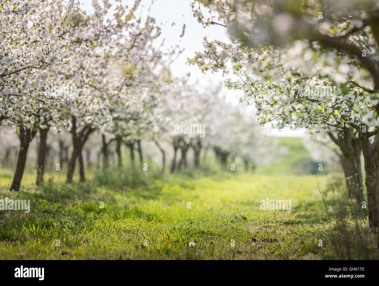 Kirschgarten in voller Blüte Stockfoto