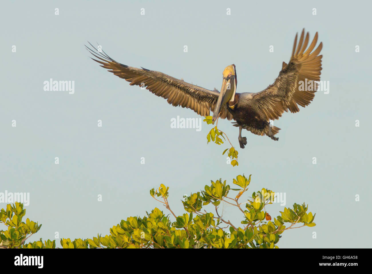 Erwachsenen braune Pelikan mit Verschachtelung material Stockfoto