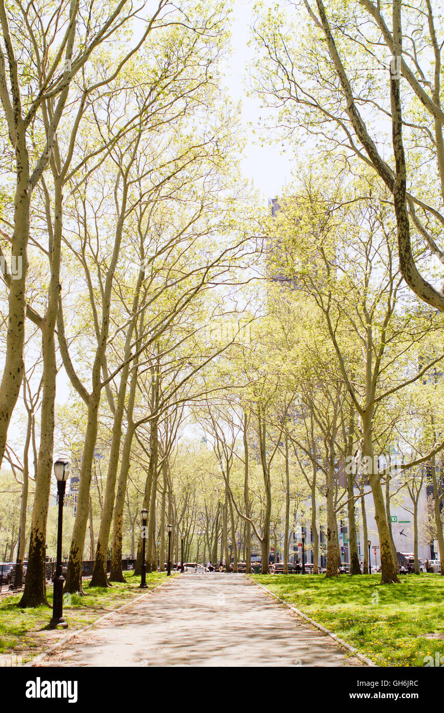 Hoch aufragenden Bäume mit frischen Frühling Blätter über einen Wanderweg in einem Stadtplatz in Brooklyn Stockfoto