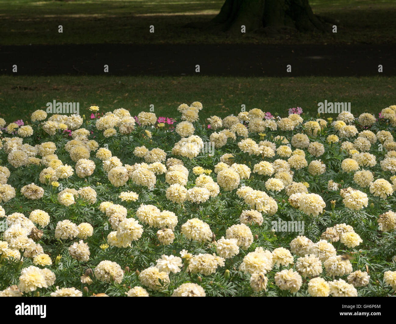 Blumenbeet in Abington Park, aus dem Mittelalter und der größte Park in Northampton, England. Stockfoto
