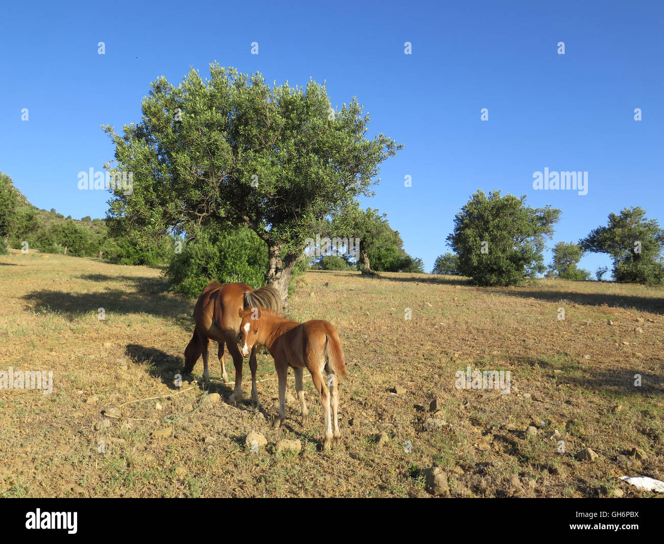 junge braune Fohlen im Bereich Essen Flughafer in Alora Landschaft Andalusiens Stockfoto