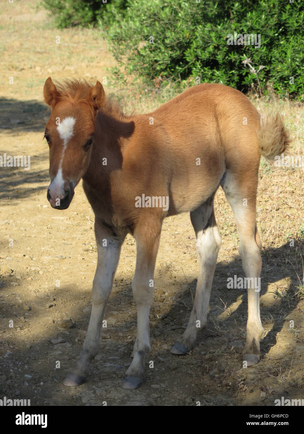 junge braune Fohlen im Bereich Essen Flughafer in Alora Landschaft Andalusiens Stockfoto