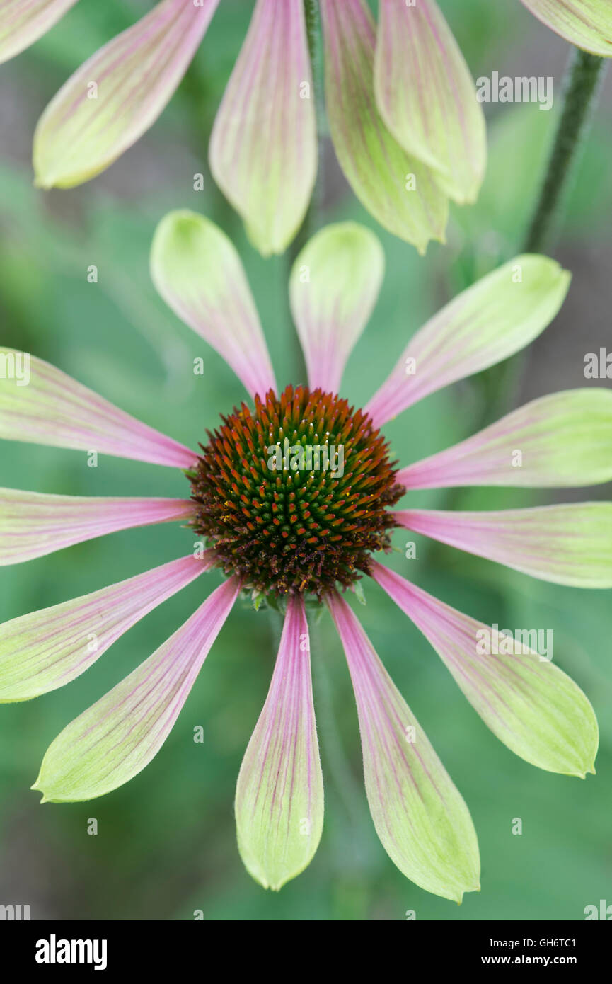 Echinacea Purpurea "Green Envy". Sonnenhut Stockfoto