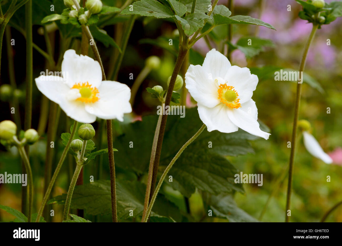 Zwei weiße japanische Anemone Blumen - Windflowers - in einem Garten Stockfoto