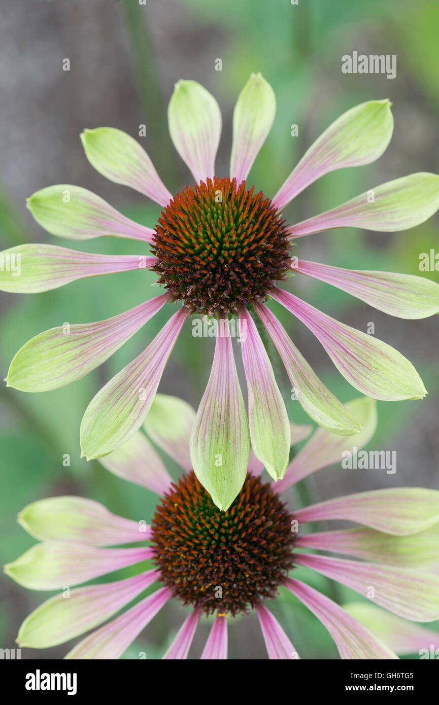 Echinacea Purpurea "Green Envy". Sonnenhut Stockfoto