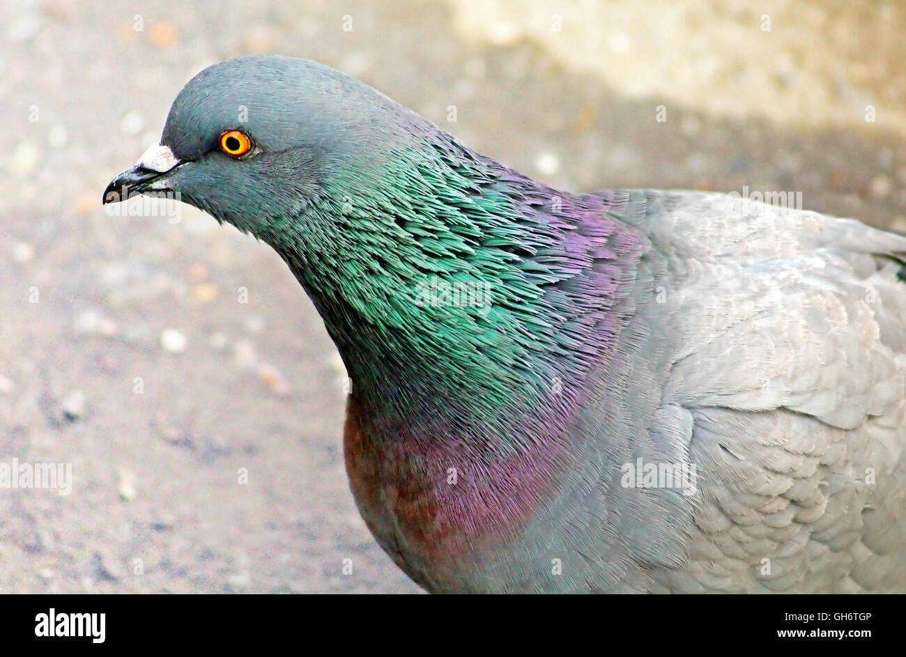 Taube Frieden Europa Stockfotos und -bilder Kaufen - Alamy